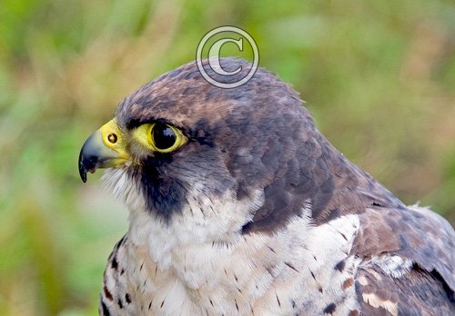 Peregrine Falcon DM0459